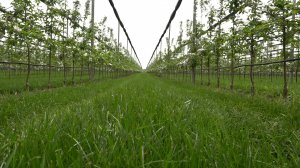 В КБР интенсивных садов становится всё больше - один из них "Баксана"