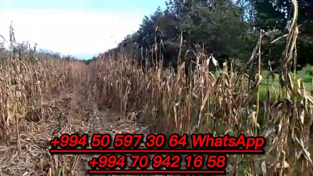 363.Balakəndə 5 HA fındıq bağı satılır.Qiyməti 100 000 AZN. смотреть онлайн