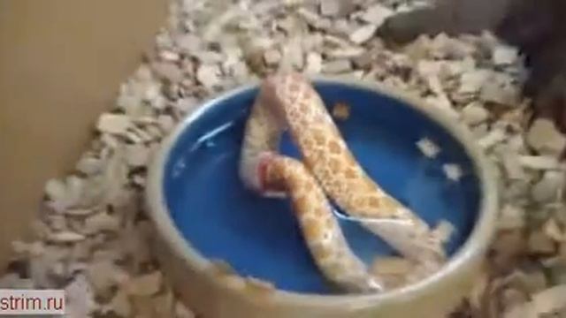 змея ест сама себя смотреть онлайн