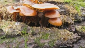 Как отличить галерину окаймленную от фламмулины.