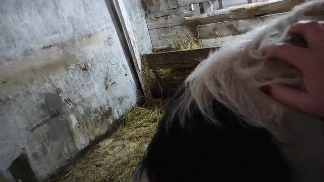 БЫСТРЫЙ ОТКОРМ БЫКОВ КАРТОШКОЙ / С КАКОГО ВОЗРАСТА МОЖНО ДАВАТЬ БЫЧКАМ КАРТОШКУ смотреть онлайн