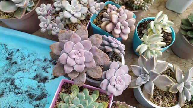 The FASTEST GROWING Succulents In My Collection (+New Plant Haul) смотреть онлайн