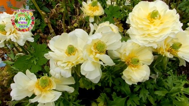 Ранункулюсы: особенности выращивания лютиков через рассаду в открытом грунте. Как сажать лютики?