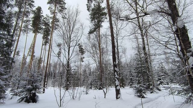 Заснеженный лес. ч.4. Февраль 2024 смотреть онлайн