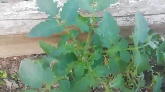 Вот это Кубань!!! Помидоры не садила, а они выросли ????... смотреть онлайн