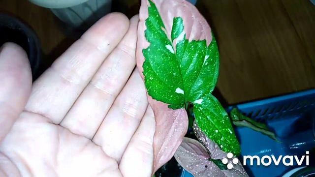 Комнатные цветы. Редкие комнатные растения в моей коллекции . смотреть онлайн