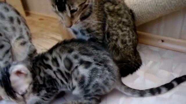 Бенгальские кошки и котята, гибриды ДЛК F2 играют с пауком 2 смотреть онлайн