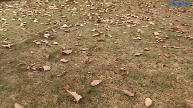 Đàn Cún Con Bỏ Thai Binh Nằm Một Mình смотреть онлайн