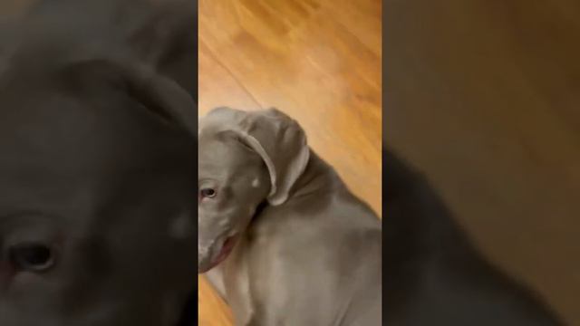 Weimaraner plays with the owner смотреть онлайн