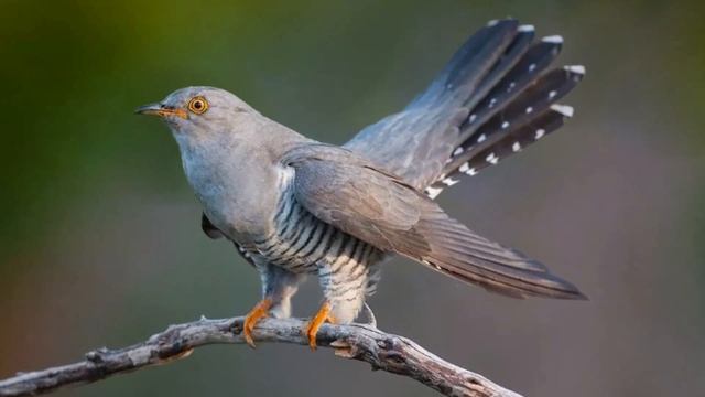 Обыкновенная кукушка (лат. Cuculus canorus) смотреть онлайн