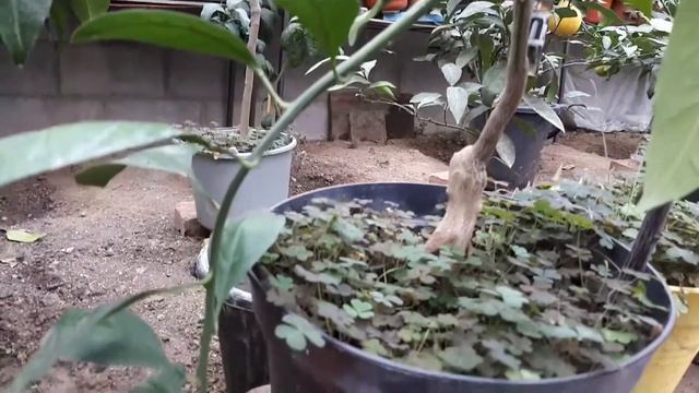 Мандарин Агудзера