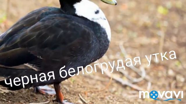 Породы уток ??? смотреть онлайн