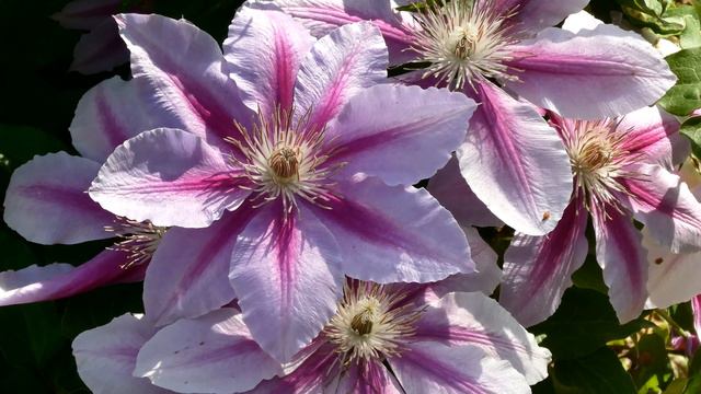 Clematis (In 4K) смотреть онлайн