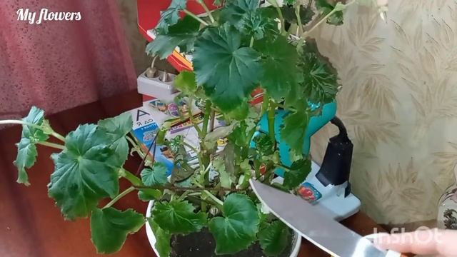 Обрезаю свою Бегонию.Зачем нужна обрезка и что делать после нее.... смотреть онлайн