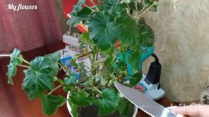 Обрезаю свою Бегонию.Зачем нужна обрезка и что делать после нее....