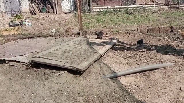 Цыплята на вольном выгуле/К чему привела моя беспечность смотреть онлайн