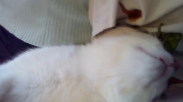 Братишки спят) смотреть онлайн