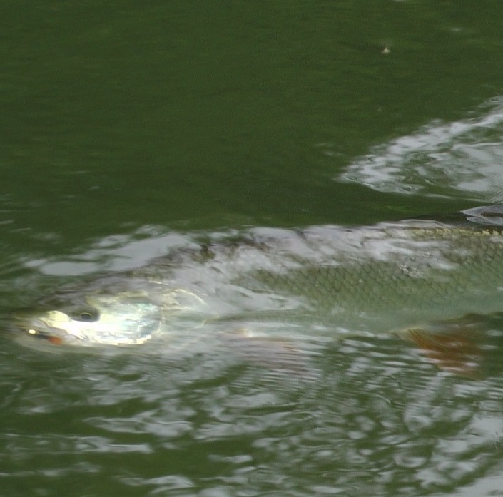 Прочная мушка для УЛ. смотреть онлайн
