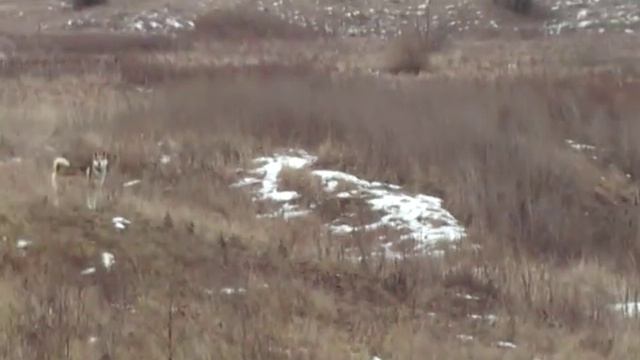 Лая и Чингиз смотреть онлайн