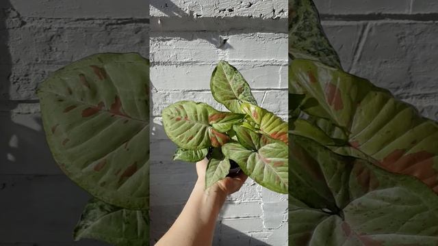 Сингониум Милк Конфетти Триколор. Как вам такой красавчик? смотреть онлайн