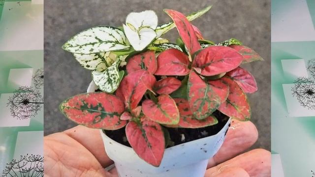 100% РЕЗУЛЬТАТ ГИПОЭСТЕС ИЗ СЕМЯН. смотреть онлайн