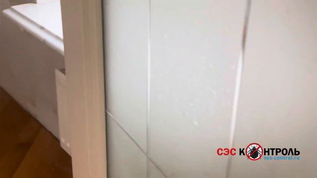 Удаление плесени в квартире. Обработка стен от черной плесени