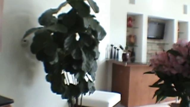 "Tampa Rental Home" 5BR/5BA by "Tampa Property Management" смотреть онлайн