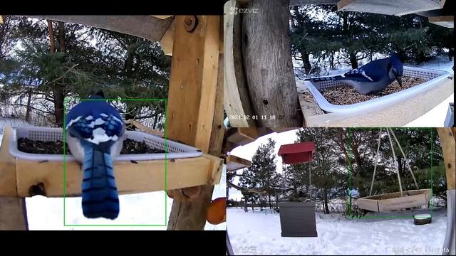 2021 Feb 01: Livestream bird feeding station. Ripley, Ontario Canada by AtHomeFriendlyTecGuy смотреть онлайн
