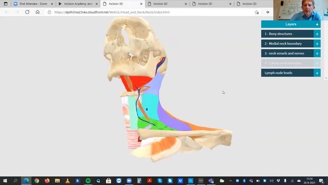 Neck Lymph Node Levels - Interactive 3D Anatomy of the Neck смотреть онлайн