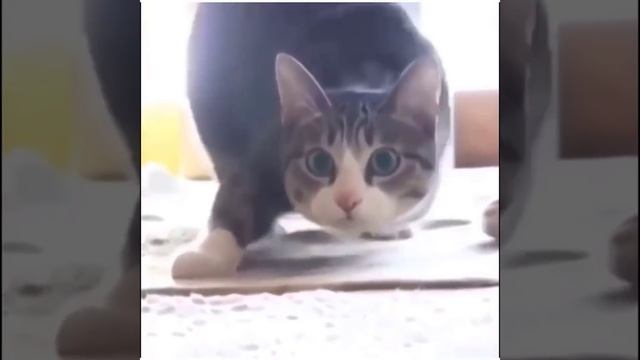 Приколы с котиками. Котики #45 смотреть онлайн