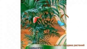 Хамедорея изящная Хамедорея Изящная ? обзор: как сажать, семена хамедореи Хамедорея Изящная