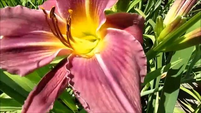 Тралита лилейник спайдер смотреть онлайн