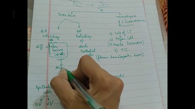 HISTOGENESIS of liver / liver development/ GIT embryology / easy | klm + langman combined | смотреть онлайн