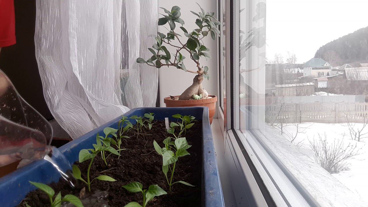 Полив перчиков(часть 2)#рассада#перцы