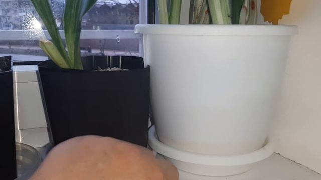 САНСЕВИЕРИИ. ПОСАДКА В ЛЕЧУЗУ. 07.01.2023. смотреть онлайн