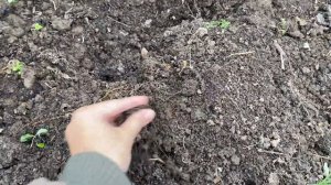 ПОСЫПЬТЕ ЭТИМ ЗЕМЛЮ ПОСЛЕ УБОРКИ КАРТОФЕЛЯ! Исчезнут проволочник и фитофтора! Без препаратов!