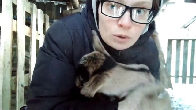 Обезроживание козлят резинками меняет характер! смотреть онлайн