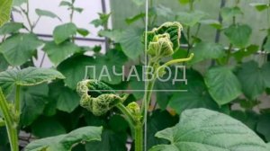 ЛЕЧИМ ЛИСТЬЯ ОГУРЦОВ КОТОРЫЕ ЗАКРУЧИВАЮТСЯ ОДИН ЗА ДРУГИМ - КАК ВЫЛЕЧИТЬ ЛИСТЬЯ ОГУРЦОВ #огород