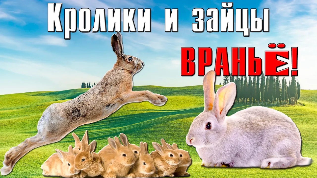 Кролики никого не убивают! А зайцы не кормят... смотреть онлайн