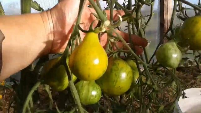 Томат МАЙКЛ ПОЛЛАН. Ярославская область. смотреть онлайн