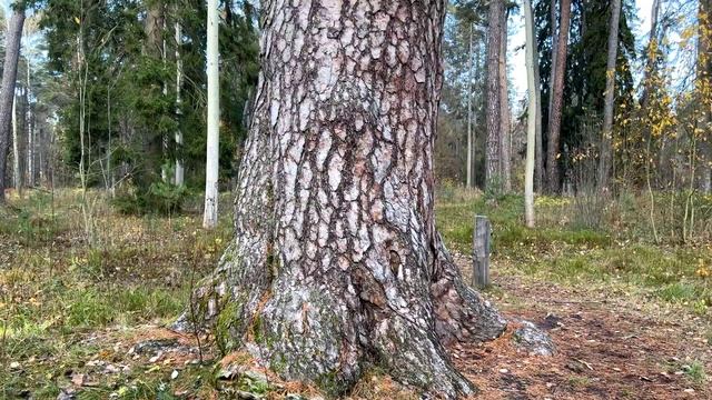 The Scots Pine / Pinus Sylvestris смотреть онлайн