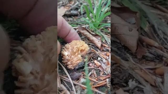 #funghi #mushrooms #champignons #bureți creasta cocoşului #лисныие грибы смотреть онлайн