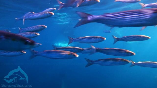 Serene Sea | Охота черноморских афалин 2020 | Центр «Безмятежное Море» смотреть онлайн