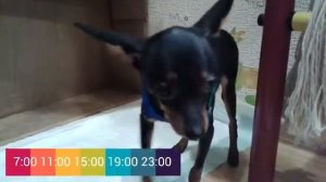 Режим кормления щенка/когда кормить щенка!