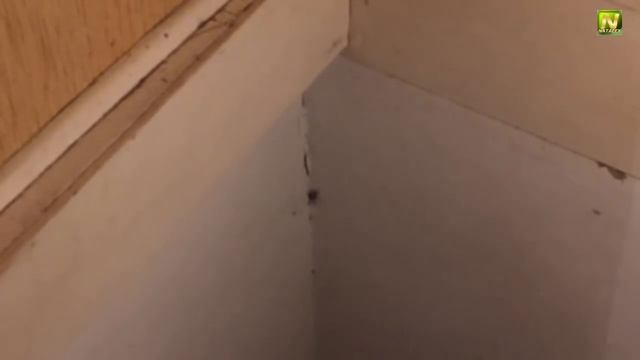 [Natalex] Сверчок...