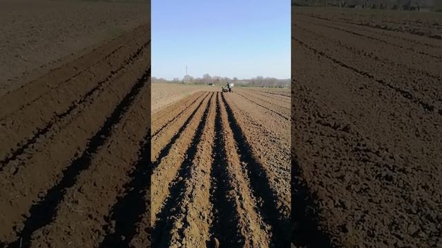 Самий оптимальний спосіб посадки картошки мотоблоком зубр нт 105. смотреть онлайн