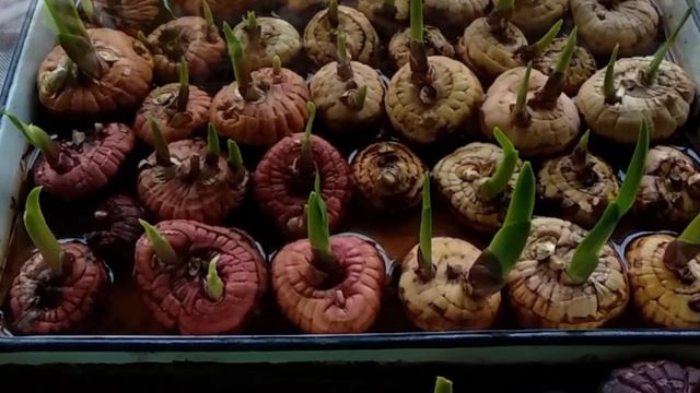 Полезная хитрость, чтобы гладиолусы зацветали раньше, чем у всех смотреть онлайн
