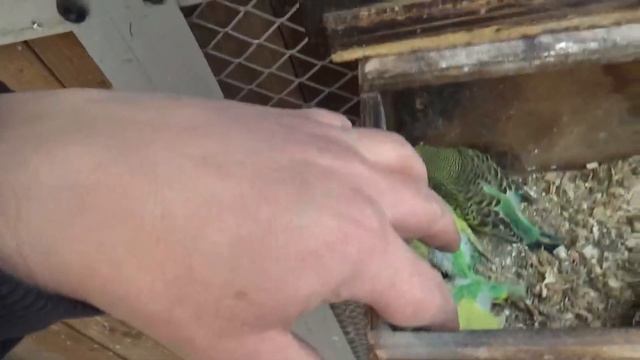 Перепела И Попугайи,, Делаем Жердочк дла Попугайи и Амадины смотреть онлайн