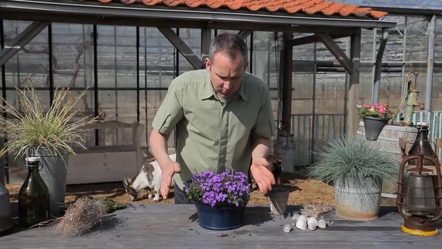 The Campanula Ambella container with Dennis van Wonderen смотреть онлайн