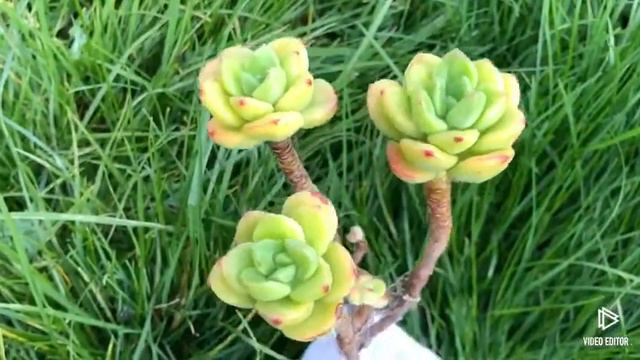 Echeveria Agavoides Ebony Peridot смотреть онлайн